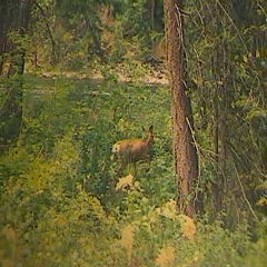 DEER OFF OF FRONT PORCH